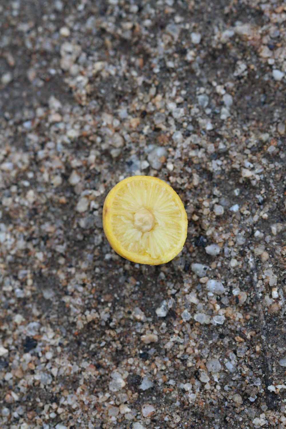              Fruit cross-section (Riverside, CA)       